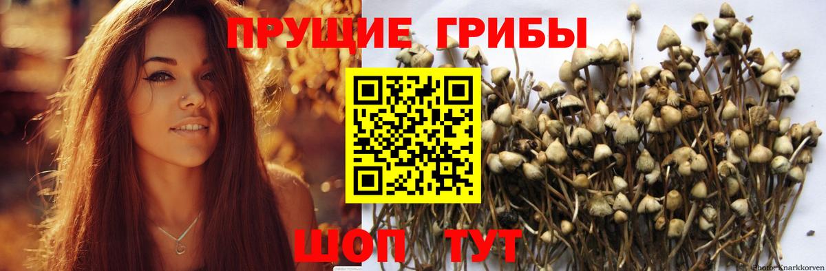 Псков  Галлюциногенные грибы Cubensis  Вход с VPN 